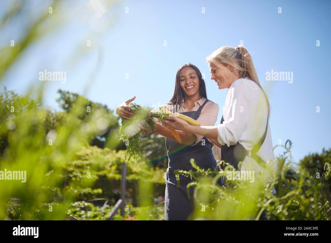 Les femmes souriantes récoltent des carottes dans un jardin de légumes ensoleillé Banque D'Images