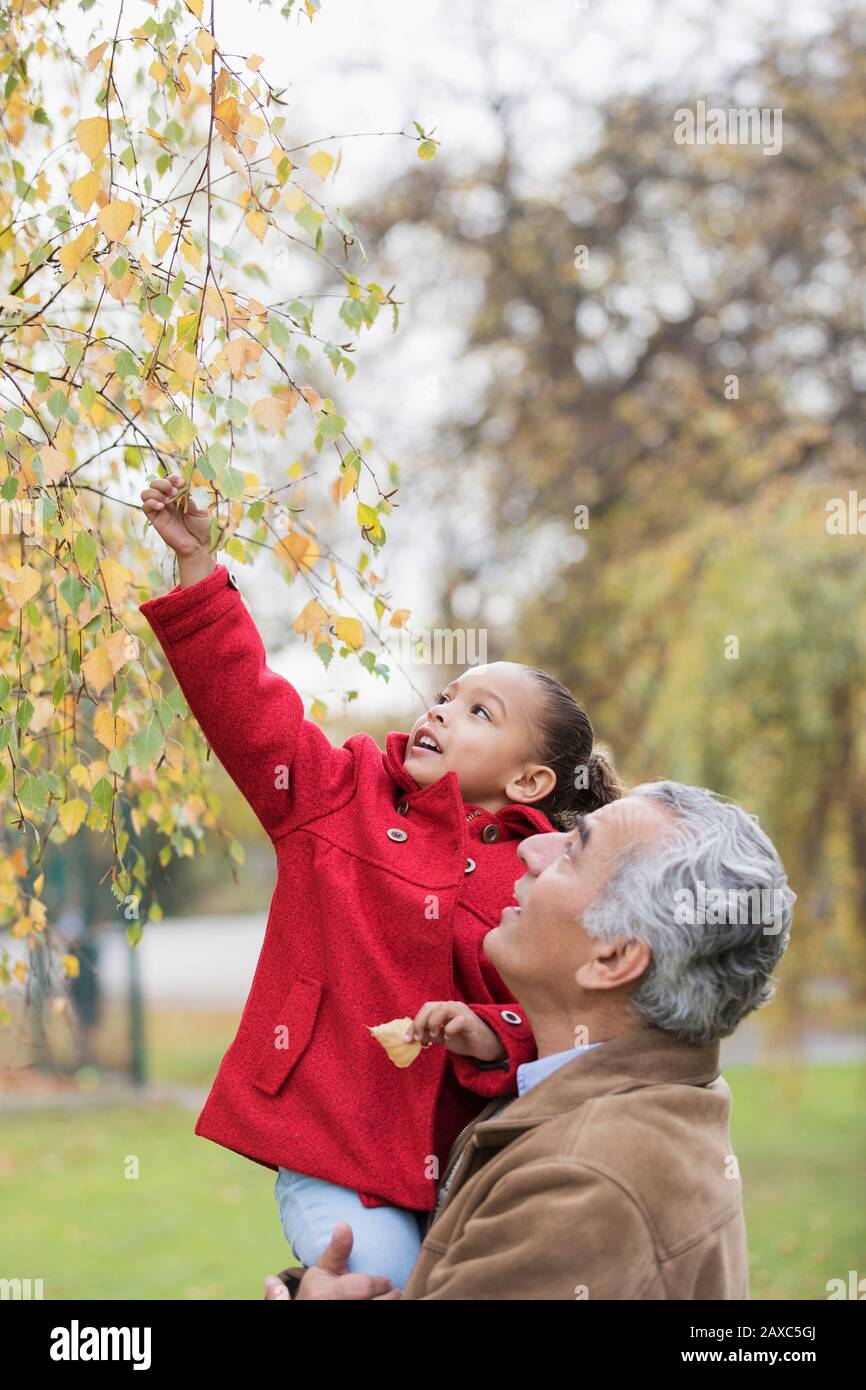 Grand-père levant la petite-fille pour atteindre les feuilles d'automne sur l'arbre Banque D'Images