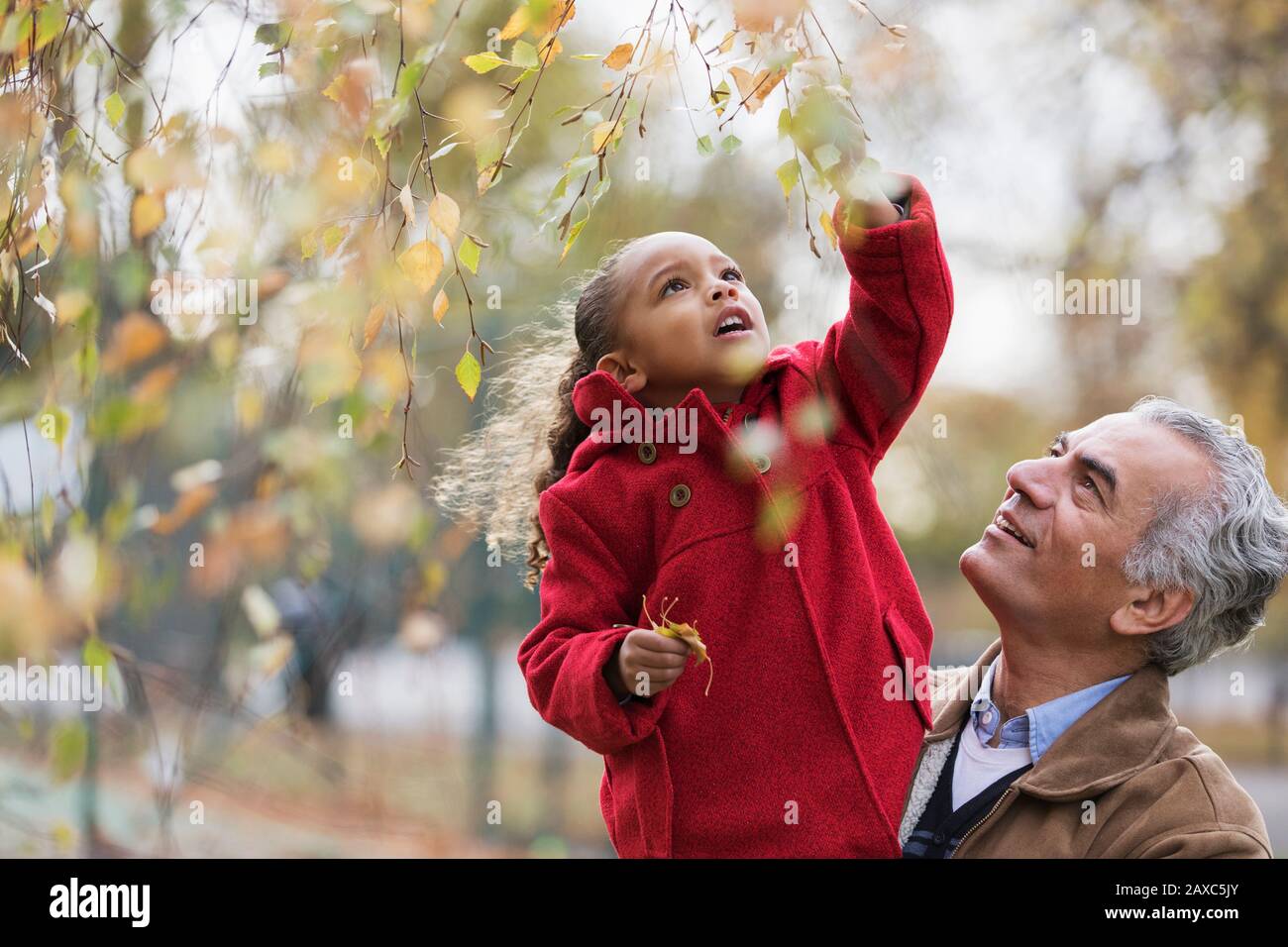 Grand-père levant la petite-fille à atteindre pour des feuilles d'automne sur la branche Banque D'Images