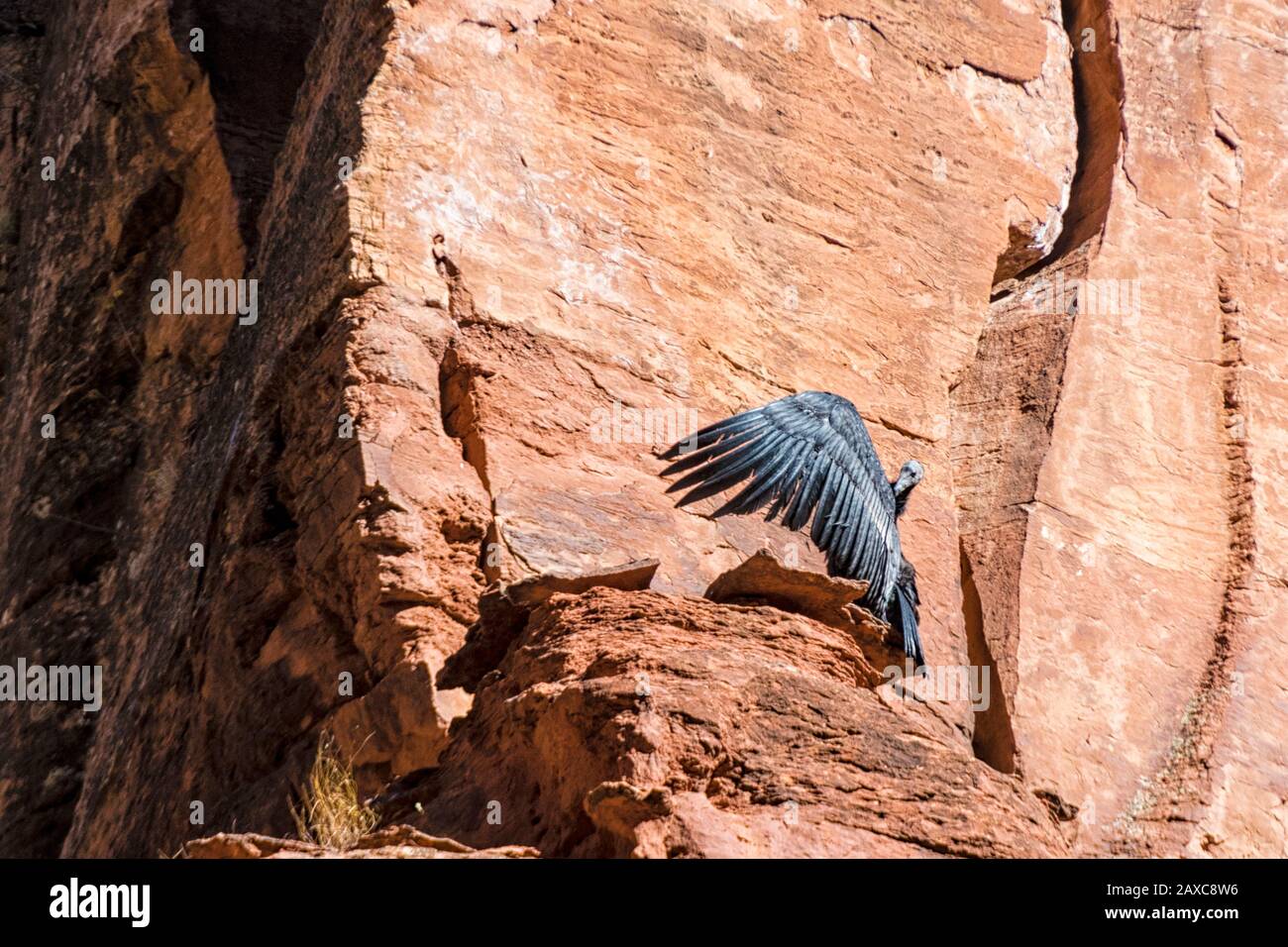 La Californie Condor Chick, de cinq mois, Gymnogitans californianus, est la première à se frégaler dans le parc national de Sion Banque D'Images
