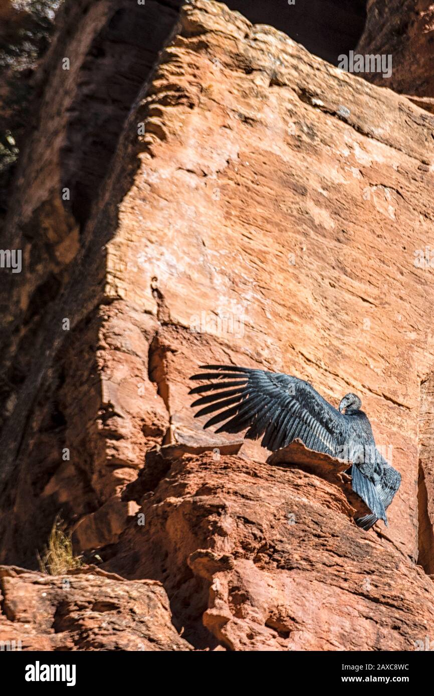 La Californie Condor Chick, de cinq mois, Gymnogitans californianus, est la première à se frégaler dans le parc national de Sion Banque D'Images