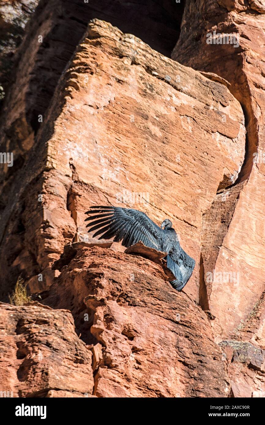 La Californie Condor Chick, de cinq mois, Gymnogitans californianus, est la première à se frégaler dans le parc national de Sion Banque D'Images