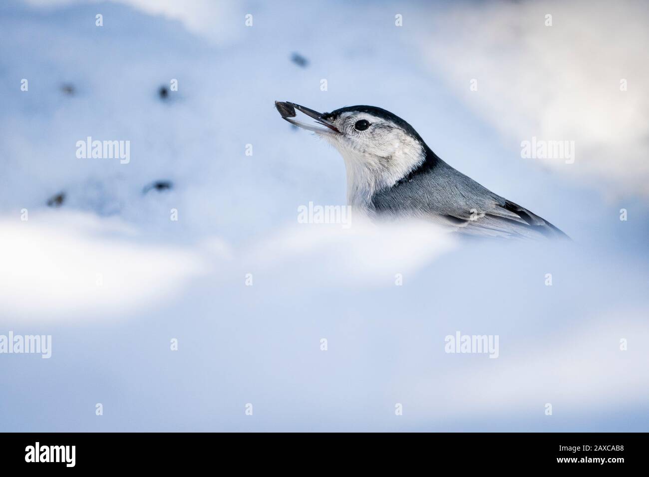 Nuthatch à la poitrine blanche se nourrissant dans la neige près d'un mangeoire à oiseaux pendant l'hiver. Banque D'Images