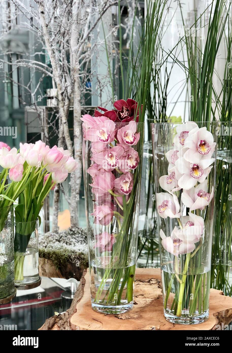 Tulipes et orchidées dans des vases en verre. Banque D'Images