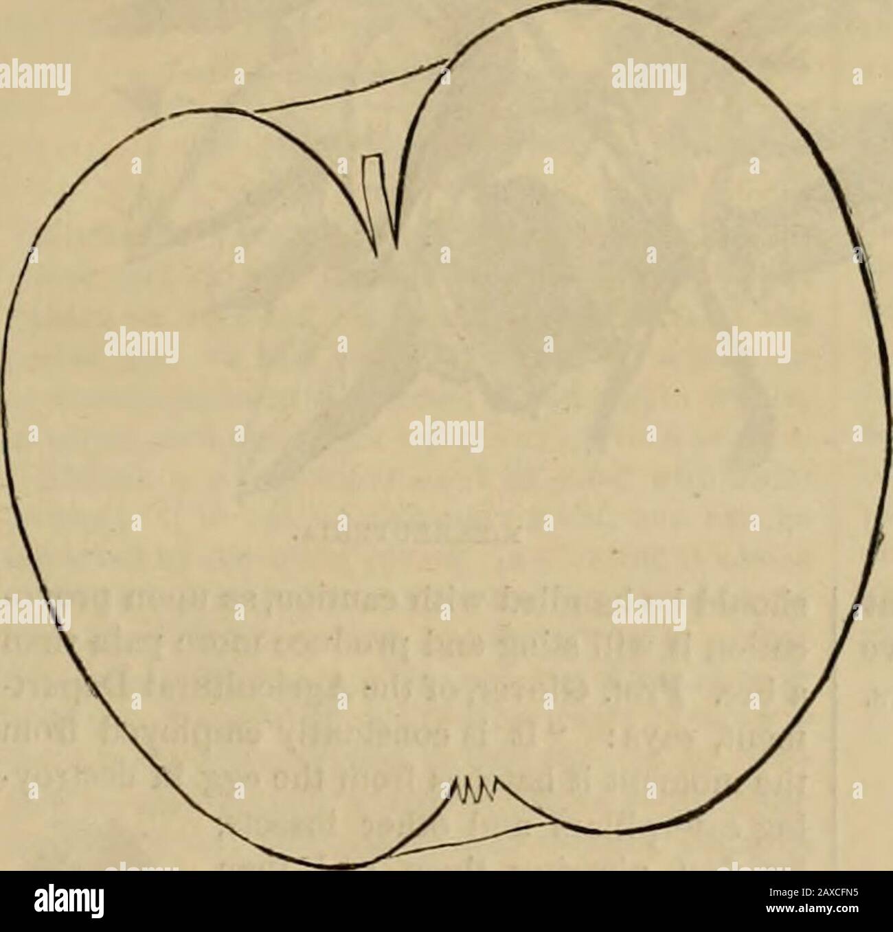 American Agriculturist, pour la ferme, le jardin et le ménage . esisé, bassin lisse ; chair blanche, dure et juteuse, un peu dur dans la texture, et d'une saveur sub-acide juste. Ripensnovembre à mai. Fruit de la qualité secondaire, mais un gardien célèbre. Un nativedu comté de Habersham, Géorgie, a trouvé dans un vieux champ indien de J. Van Buren.début mai.—Fruit, petit, rond;peau, mince, vert jaunâtre, quand mûr,avec parfois un cheek rouge brunâtre;tige, court, dans une cavité peu profonde; calice,petit, fermé, dans un bassin peu profond; chair,blanc jaunâtre; saveur, acide doux,astringent; commence à se défaire du 10 au 10 Banque D'Images