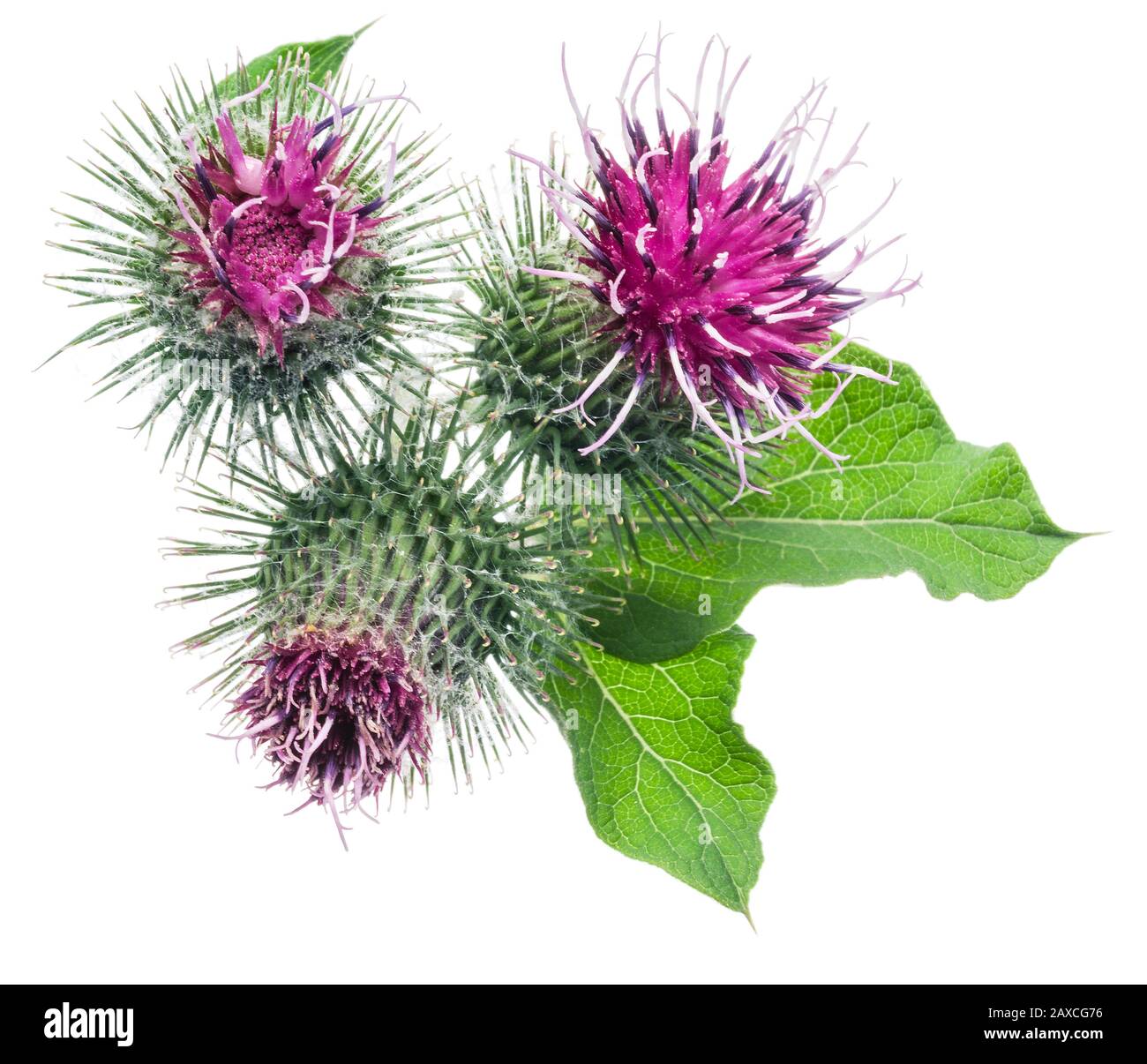 Des têtes de fleurs de bourdock isolées sur fond blanc. Banque D'Images