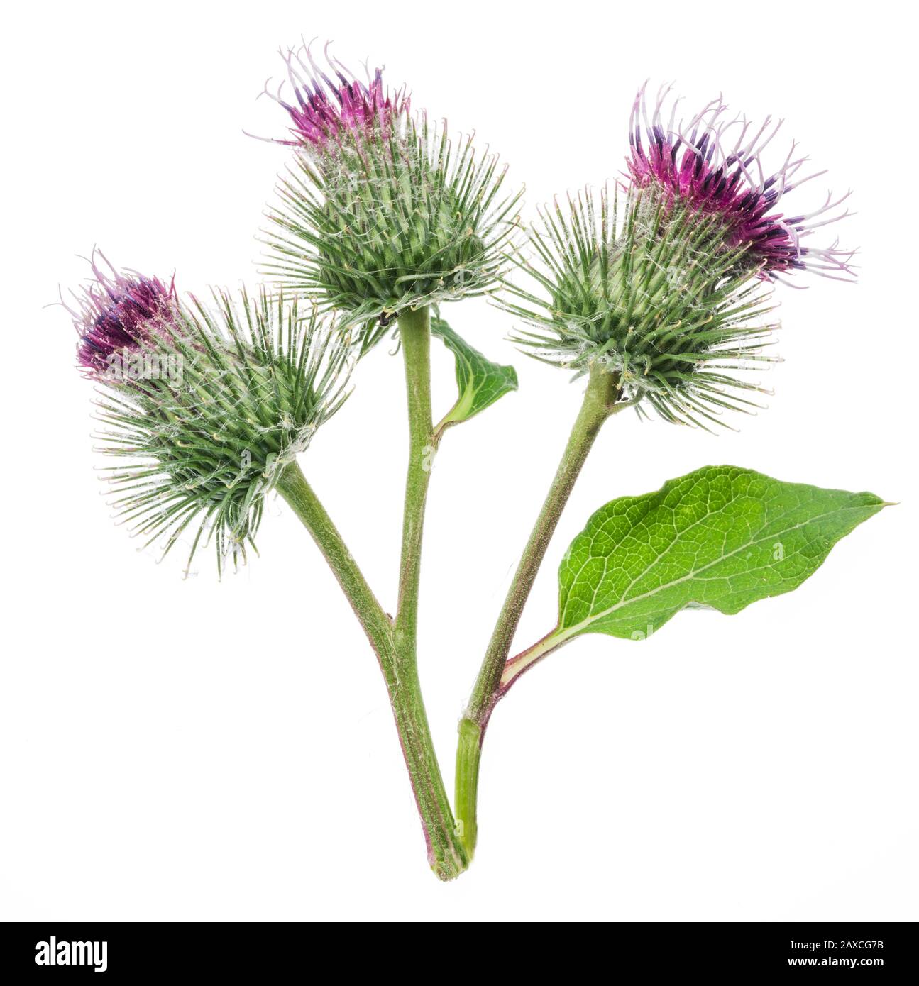 Des têtes de fleurs de bourdock isolées sur fond blanc. Banque D'Images