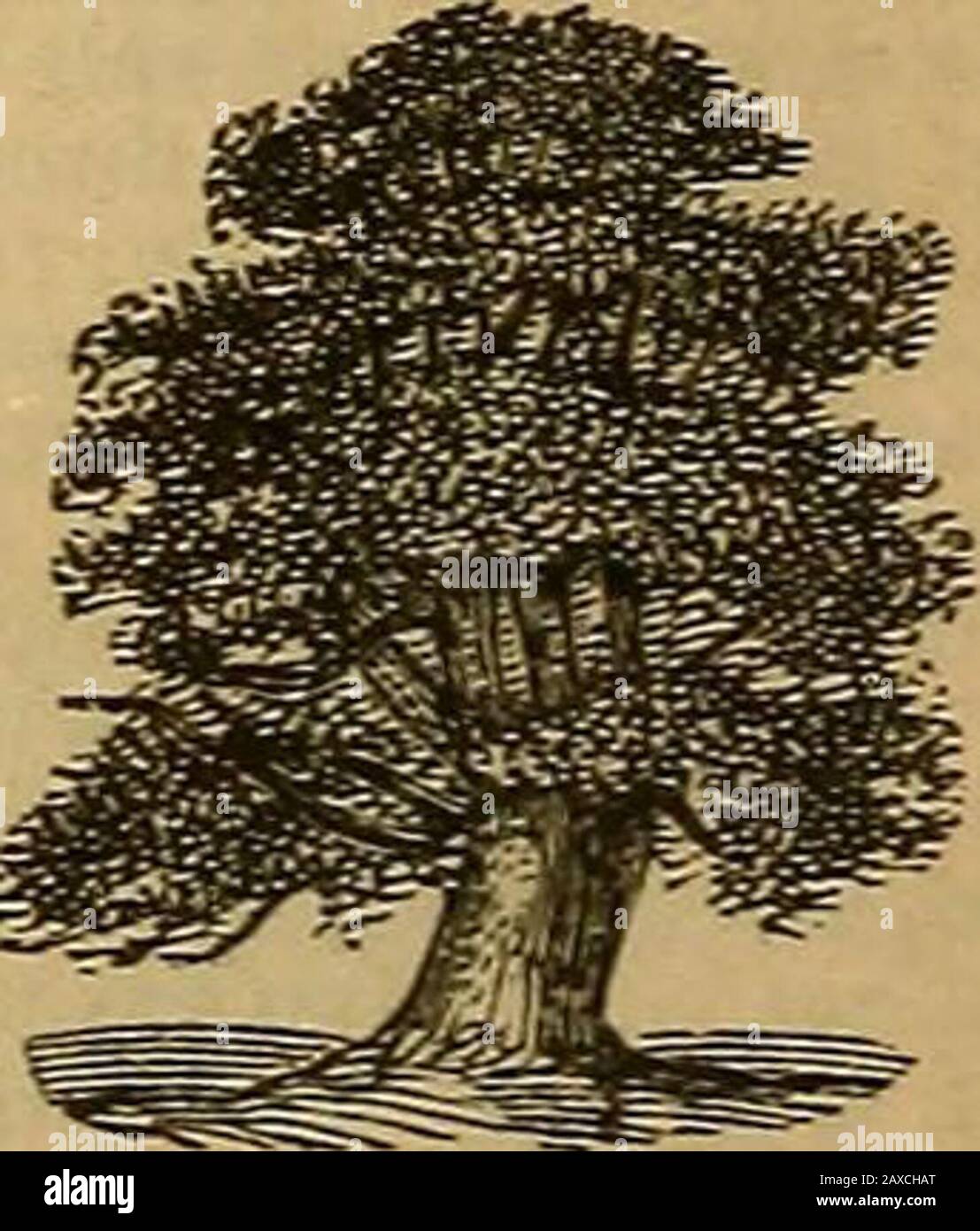 Dictionnaire pratique de Webster; un dictionnaire pratique de la langue anglaise donnant l'orthographe, la prononciation et les définitions correctes de mots basés sur le dictionnaire unabrided de Noah Webster .. . Sybarite, siba-rit. N. Une personne consacrée au luxe et au plaisir. — Sybarit-ic, -ical, -rttik-al, a. PERT.to, ou ressemblant^ aux Sybarites; wanton. Sycamine, sika-min, n. Le mûrier-arbre. Sycamore, sika-mor, n. Un grand arbre allié à la figue de thécommon, trouvé en Egypte et en Syrie : en Amérique, le arbre de l'avion, ou buttonwood, appelé par ce nom; en Eng. Alarge espèces d'érable. Sycophant, sik^o-fant, n Banque D'Images