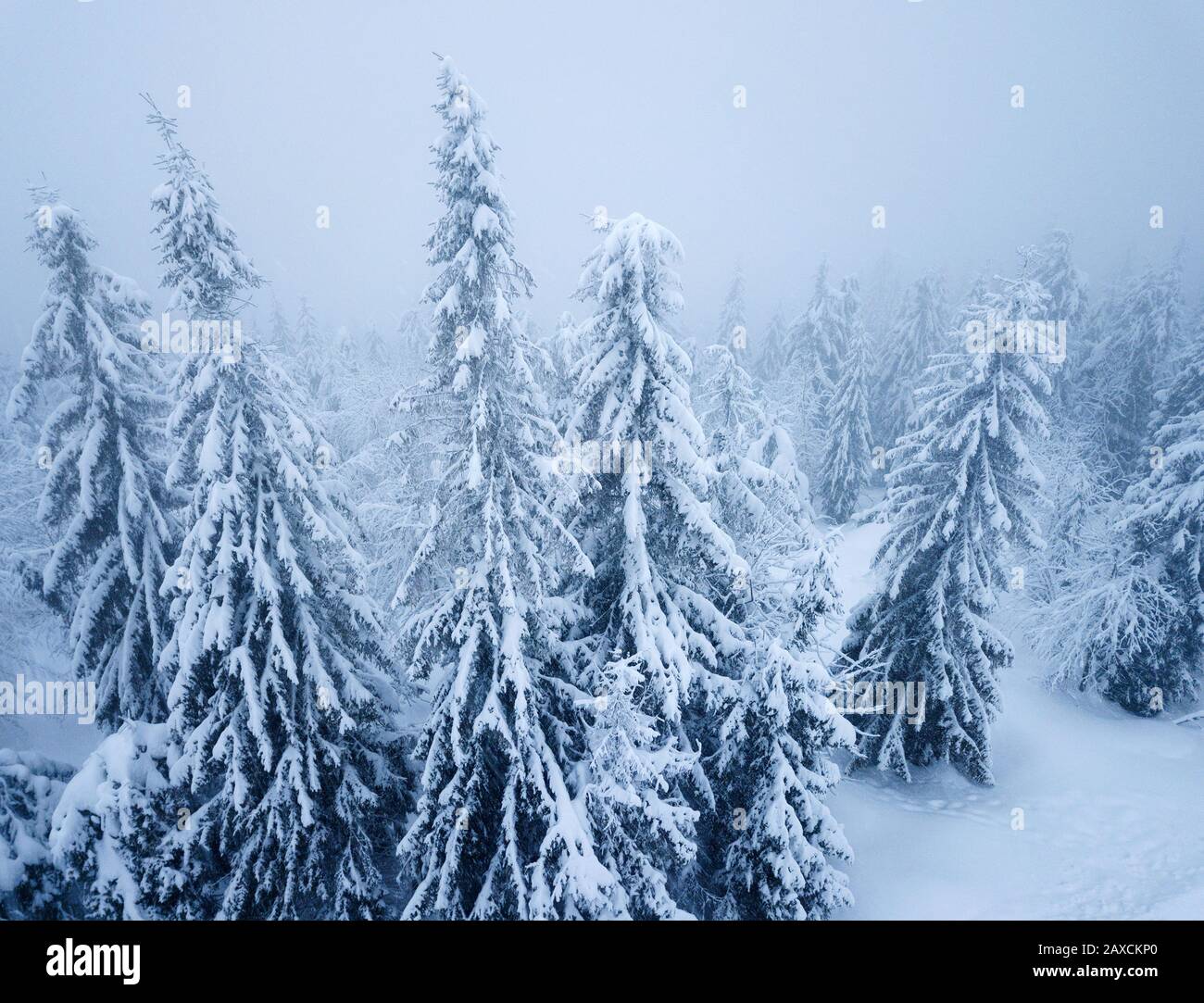 Vue aérienne de la forêt de conifères dans les montagnes en hiver. Le poids de la neige et le blizzard, hostile à l'aise de l'hiver. Banque D'Images