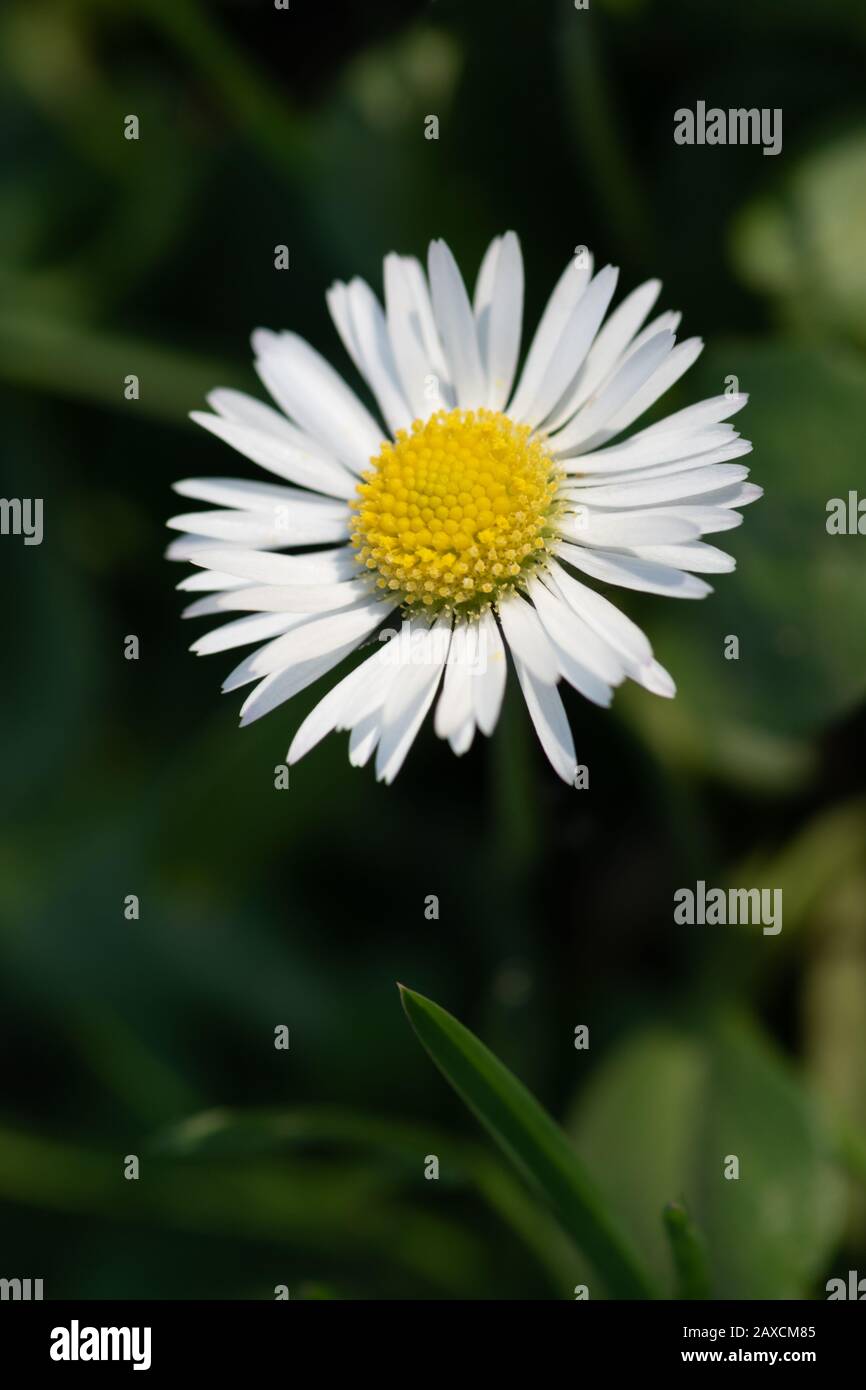 Photo macro d'une belle fleur de Marguerite sauvage avec pétales blancs. La camomille en fleurs pousse dans la prairie près. Banque D'Images