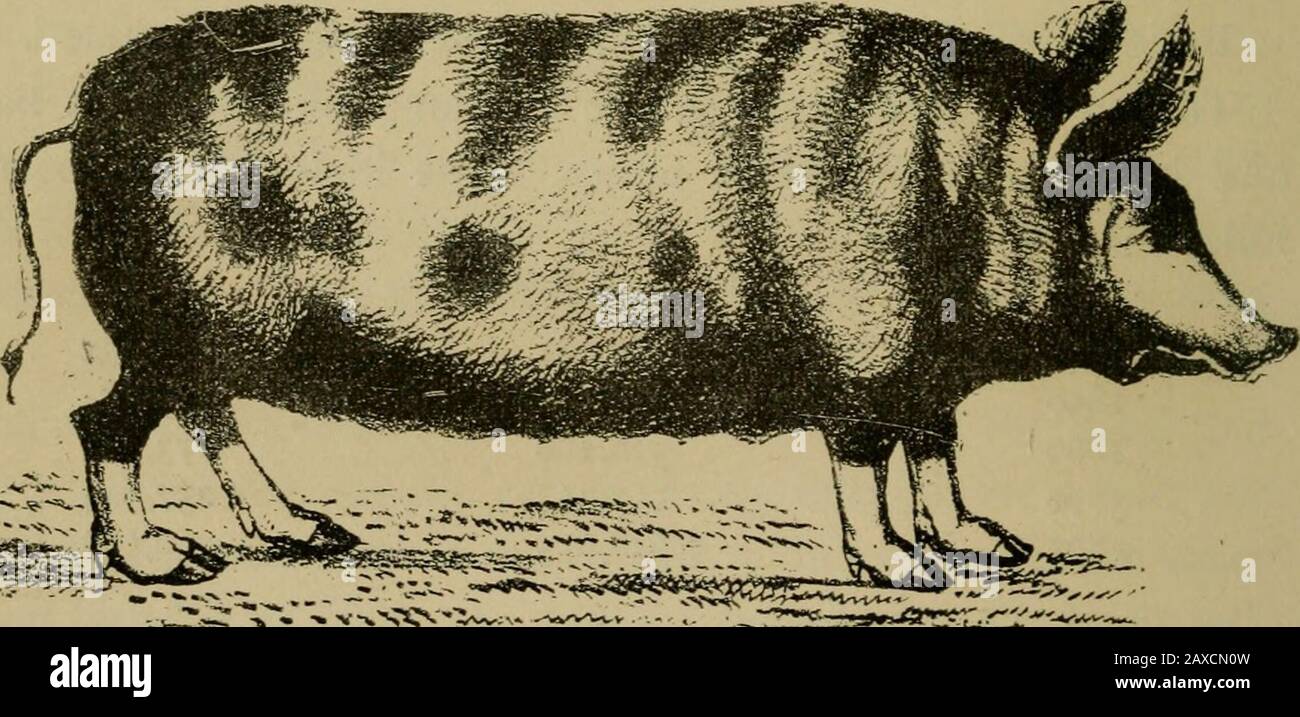 Comment On Dit Cochon En Anglais Produits animaux; . LA VIEILLE RACE ANGLAISE DE PORC. Le Berkshire a  longtemps été considéré comme l'une des supérieurs de l'Angleterre,  combinant la taille avec une aptitude suffisante à ^r&gt;**r3gs^. Le  BERKSHIRE.