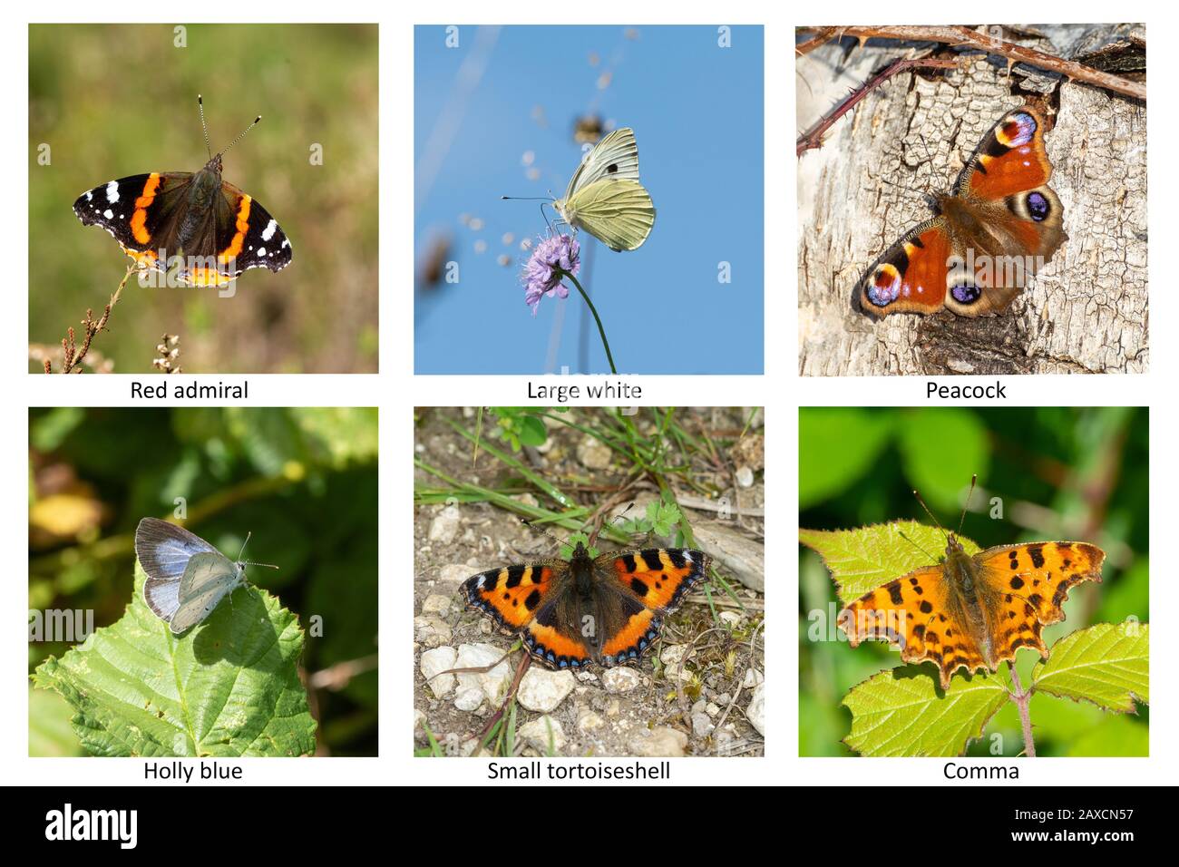 Image composite de papillons de jardin communs au Royaume-Uni Banque D'Images