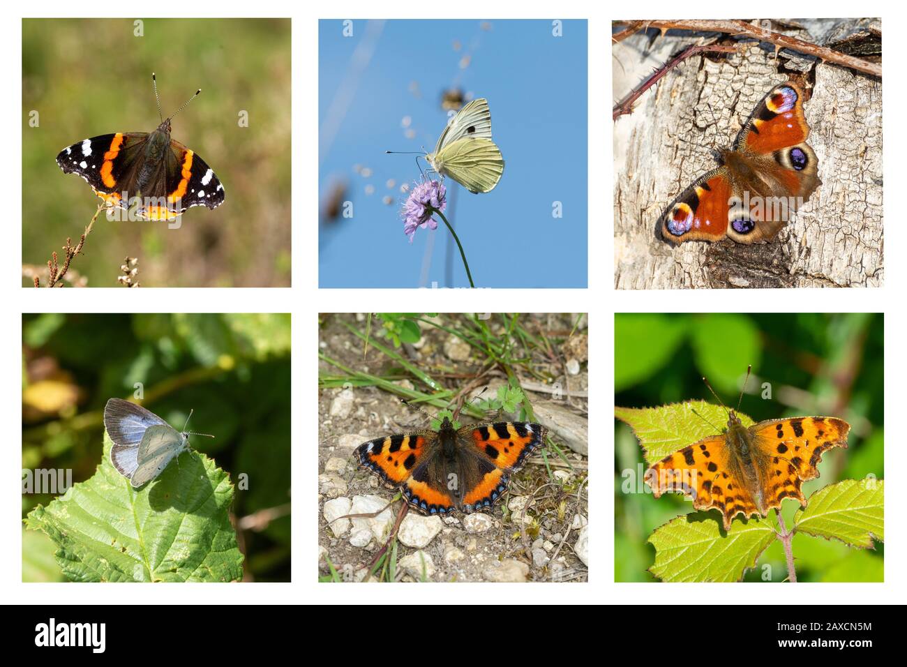 Image composite de papillons de jardin communs au Royaume-Uni Banque D'Images