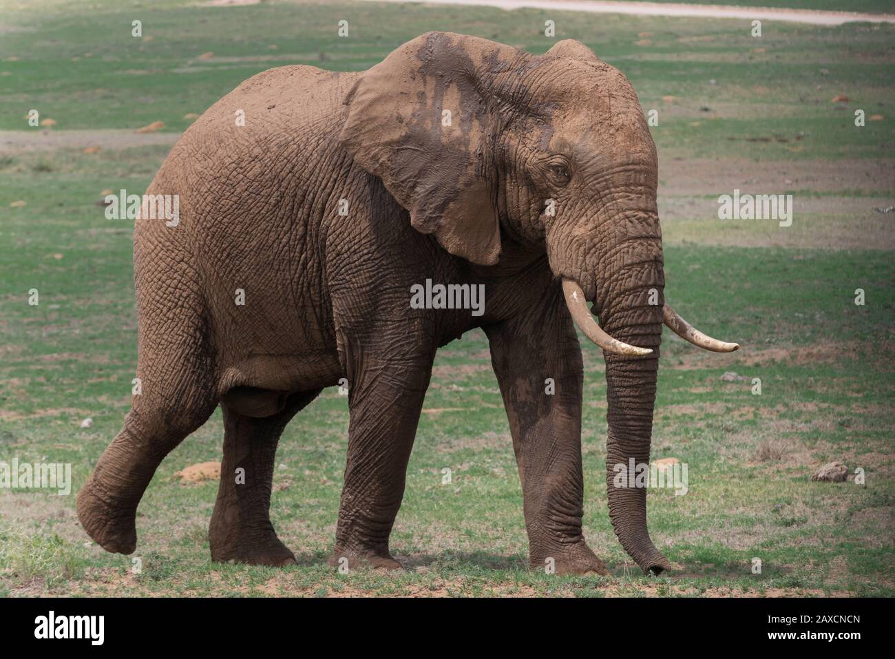 De grands éléphants d'Afrique de boue ont fait des promenades à travers le veldt dans le parc national Addo Elephant, le Cap oriental, Afrique du Sud Banque D'Images