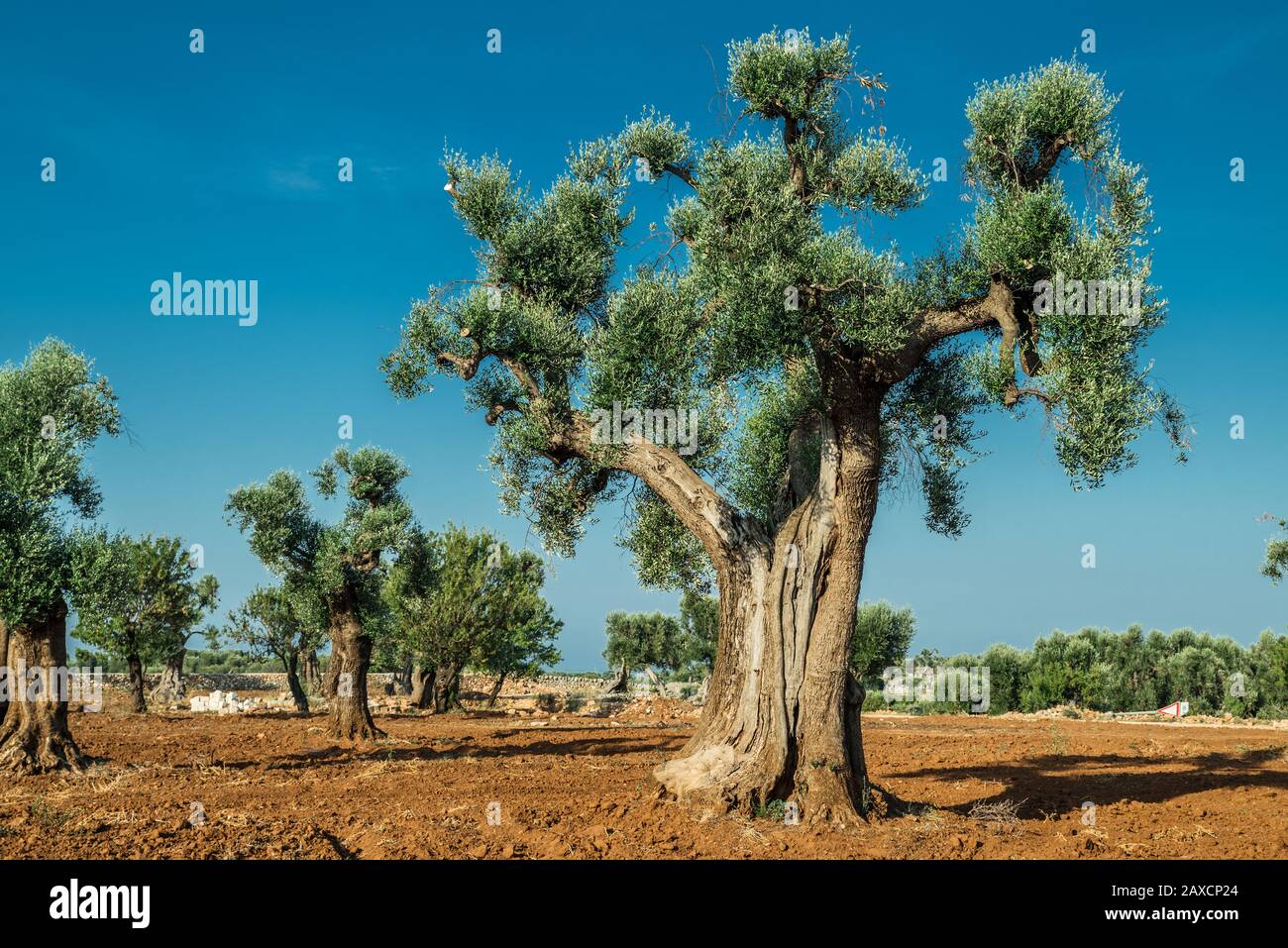 Plantation olive méditerranéenne avec un vieil olivier au premier plan. Banque D'Images