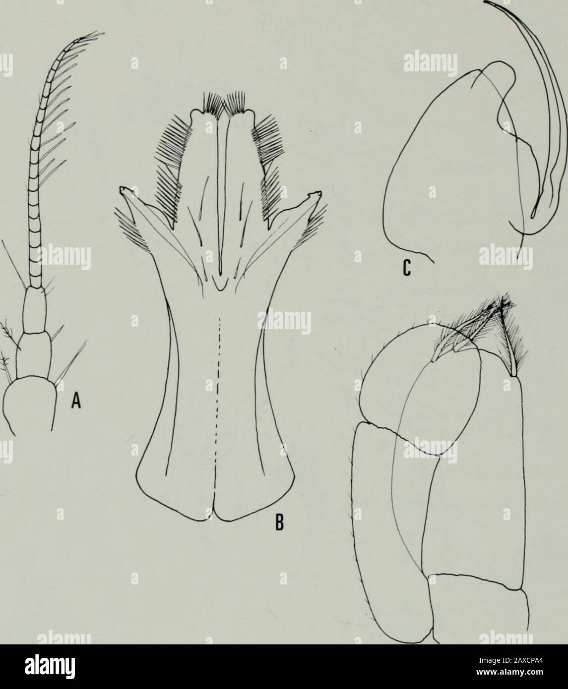 Annals of the South African MuseumAnnale van die Suid-Afrikaanse Museum . Fig. 19. Janira capensis Barnard.A—&lt;3 en vue dorsale; B —première maxillaire; C —deuxième maxillaire; D —Mandibule; E —Maxilliped. 304 ANNALS DU MUSÉE SUD-AFRICAIN. Fig. 20. Jatiira capensis Barnard.A-Antenna; B-Pléopodes 1 cj; C-Pléopodes 2 &lt;J; D-Pléopodes 3 c?. Janira capensis BarnaardFigs 19 A-E, 20 A-D Janira capensis Barnard, 1914 : 220, pi. Non Iathrippa longicauda Chilton, Menzies, 1962 : 72. Documents Précédents Liideritzbucht, Baie Saldanha, Baie Table, False Bay. ISOPODAN ET TANAIDAEAN CRUSTACEA DE L'OCEA DE L'INDE DU SUD Banque D'Images