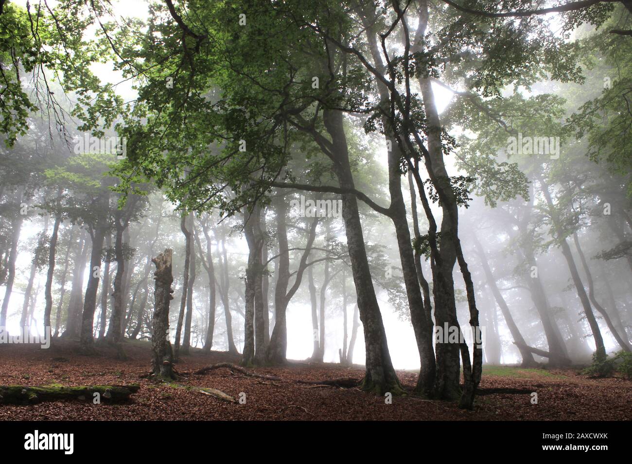Hêtre dans la forêt d'Iraty (Pays basque, France, Espagne), dans la brume de juillet Banque D'Images