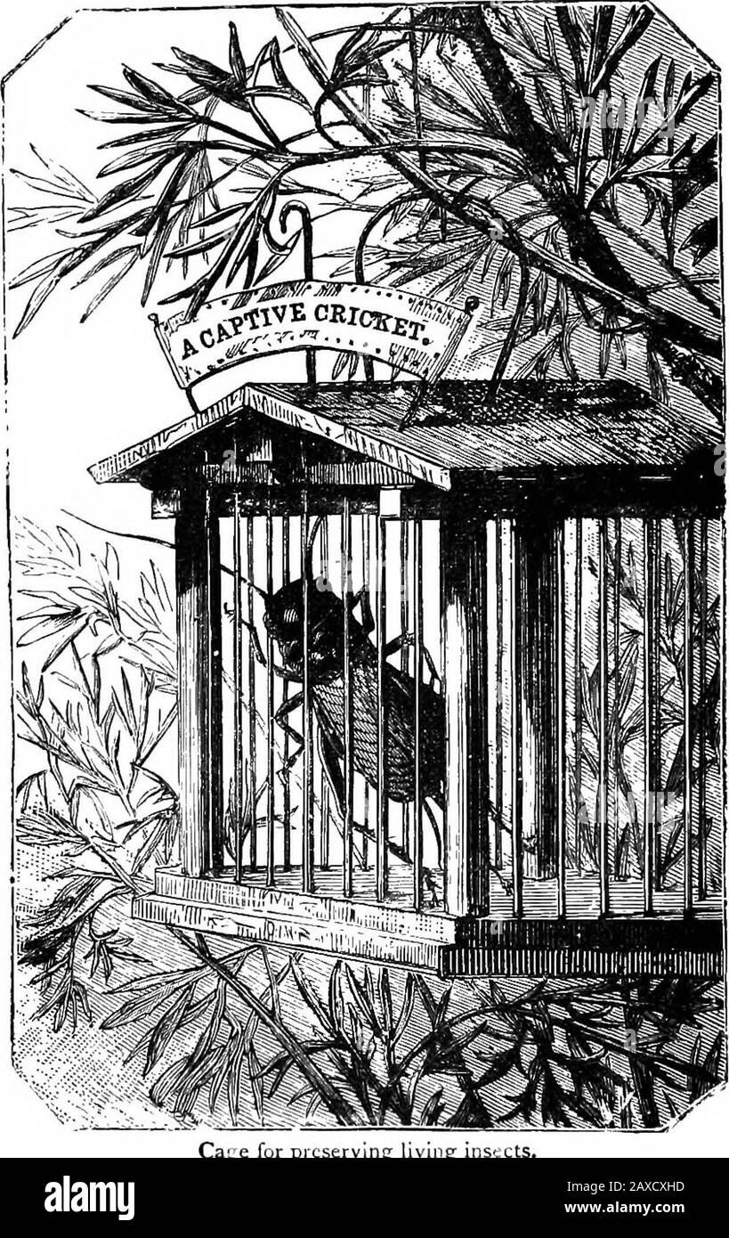 Les amusements scientifiques . possèdent sa prison, qui a été suspendue de la branche d'un arbre, et quand on l'a approché veryétroitement a donné vent à ses chirps animés. La ménagerie a été bientôt augmentée par jusqu'à présent inpensée d'objet ; à savoir une échelle de grenouilles.Elle a été faite avec beaucoup de compétence. Une grande bouteille servait la base de la structure. L'échelle qui était fixedin elle était composée des branches de très petites branches, récemment coupées d'un arbre, et non cédée de leur écorce, qui a donné à la petite édifice une apparence plus pittoresque et rustique. Les morceaux de bois, fermement fixés en deux poteaux, co Banque D'Images