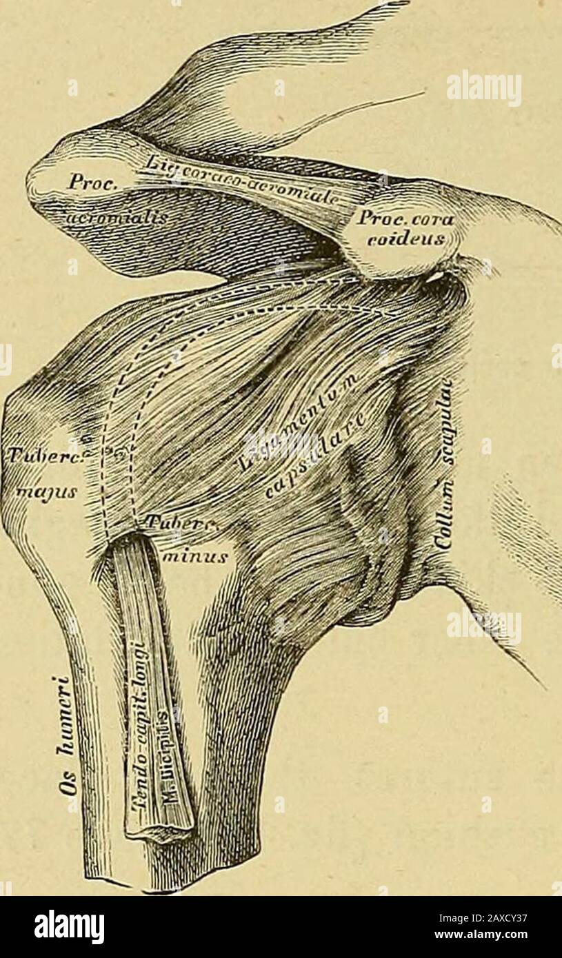 Le manuel du chirurgien sur le traitement des blessés en guerre : un essai de prix . 12. La plaie est alors fermée par des sutures, le bras a placé une élingue et soutenue par un coussin Strometiers (fig. 164, page 77). 13. Dès que le processus de guérison commence et que la fièvre a disparu, le patient peut être autorisé à marcher et à reprendre peu de mouvement de sa main et de son coude. 14. Après cette méthode de fonctionnement, une articulation lâche est généralement formée, avec déplacement de l'extrémité de l'humérus vers le théthorax, ou une articulation féolaire avec le processus coracoide. Un mouvement libre est produit beaucoup plus tôt Banque D'Images