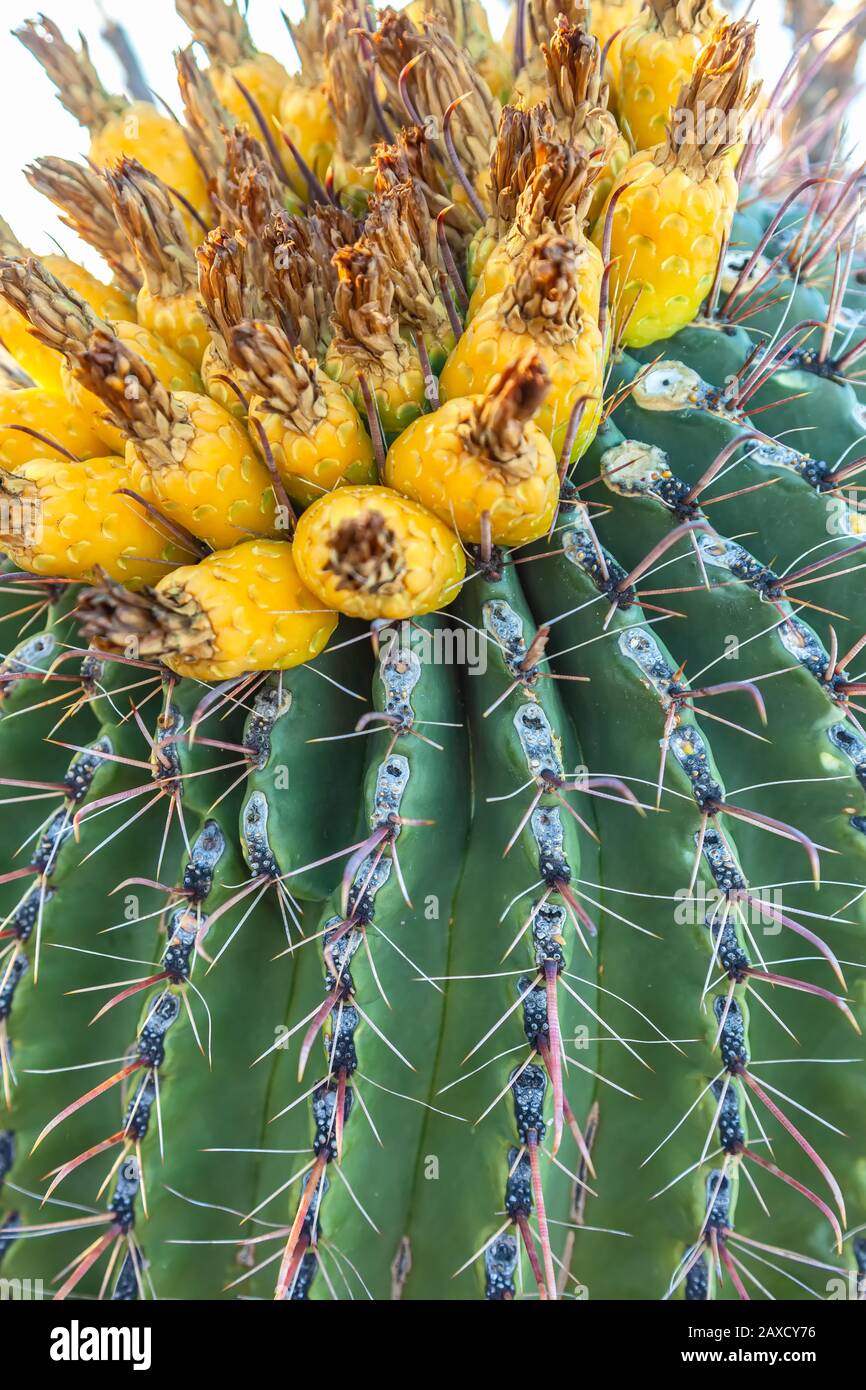 Espèces végétales vulnérables canon à crochet cactus Ferocactus wislizeni, avec des fruits, en hiver, Saguaro National Park, Arizona, États-Unis. Banque D'Images