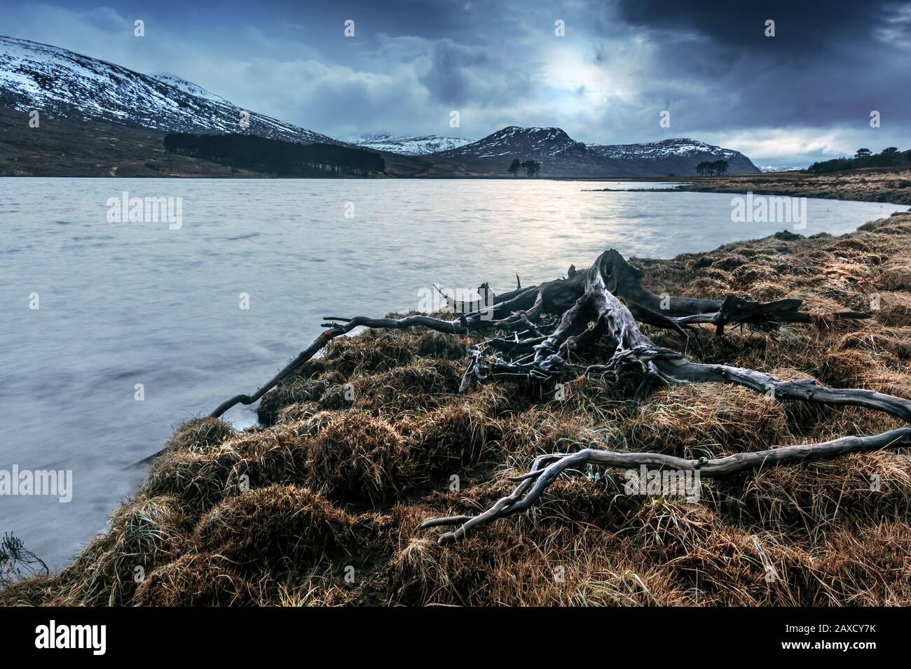 Une vieille souche d'arbres sur les rives du Loch Droma, près d'Ullapool, de Wester Ross, des Highlands écossais Banque D'Images