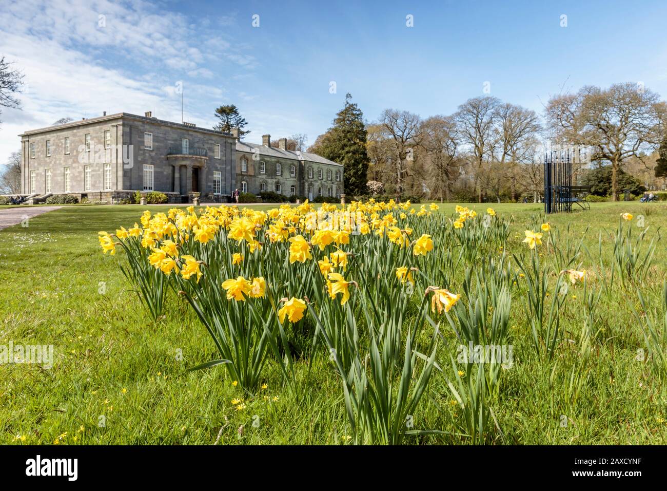 Les jonquilles printanières dans les jardins d'Arlington court North Devon Chichester Family Home National Trust House and Gardens Banque D'Images