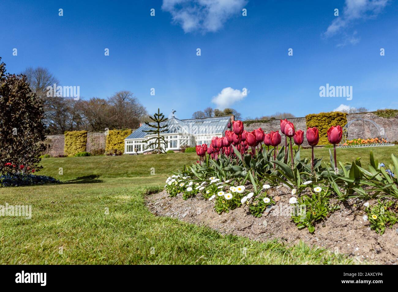 Tulipes rouges dans les jardins d'Arlington court North Devon Chichester Family Home National Trust House and Gardens Banque D'Images