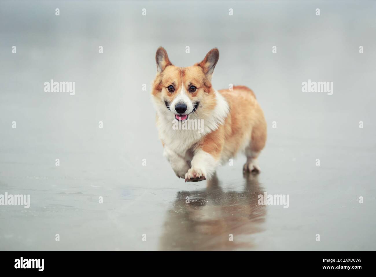 Portrait d'un chiot rouge corgi mignon qui court sur la glace glissante sur le lac dans Winter Park Banque D'Images