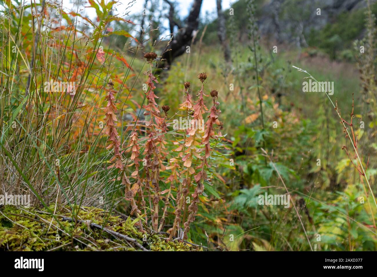 Gros plan de fleurs d'automne sauvages rouges et jaunes. Couleurs vives arrière-plan fleuri naturel Banque D'Images