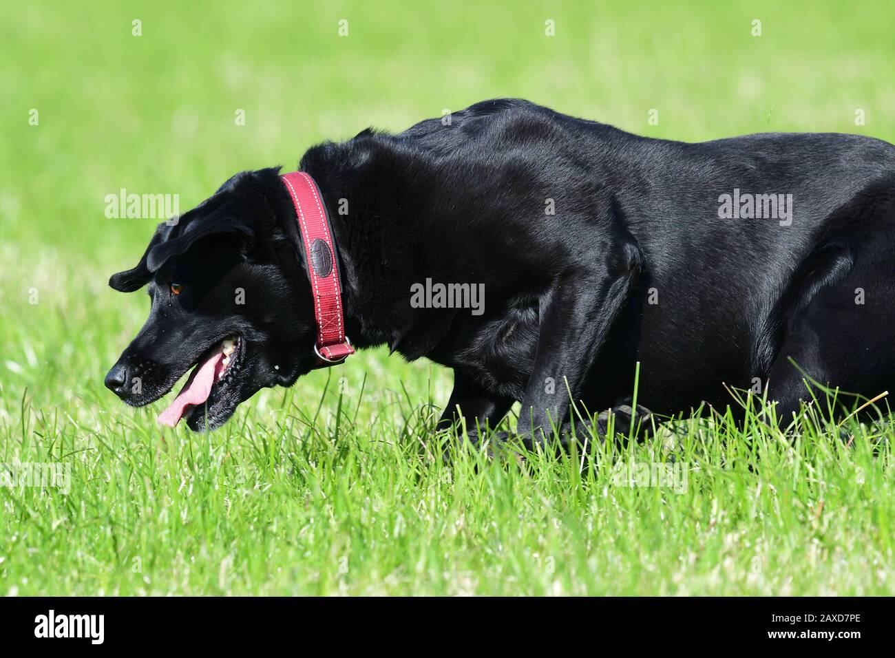 Photo d'action d'un jeune labrador noir qui traverse un champ Banque D'Images