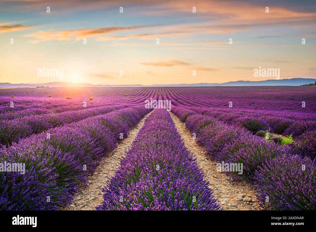 Les champs en fleurs fleurs de lavande au coucher du soleil. Valensole, Provence, France, Europe. Banque D'Images