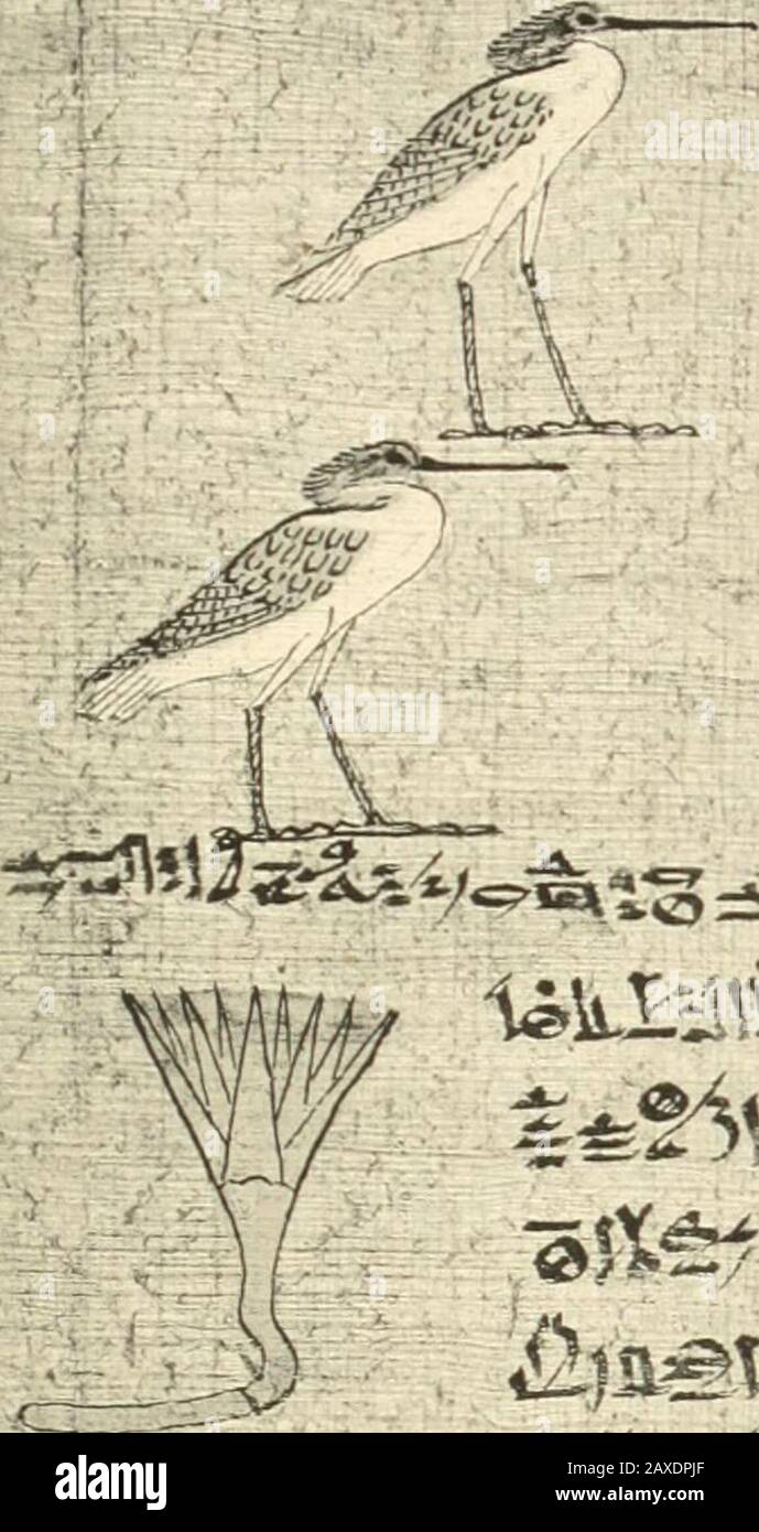 Papyrus funéraires de la XXème dynastie . F.- ? g^ 1 &lt;;ii 83. Banque D'Images