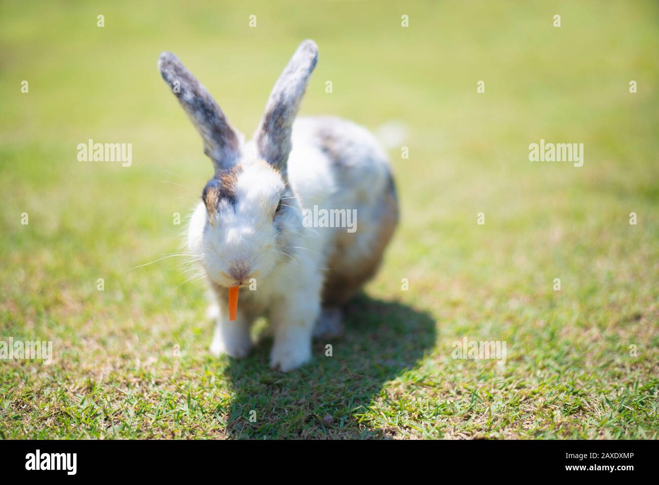 Petit lapin sur champ d'herbe verte en été 24. Banque D'Images
