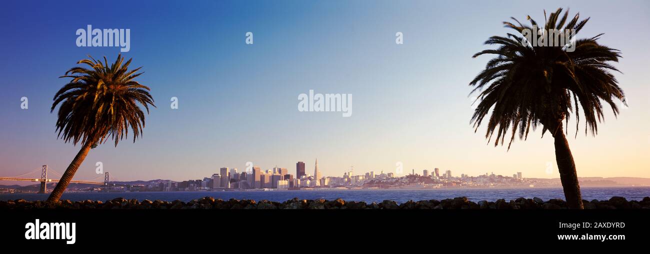 Palmiers À Dusk, San Francisco, Californie, États-Unis Banque D'Images