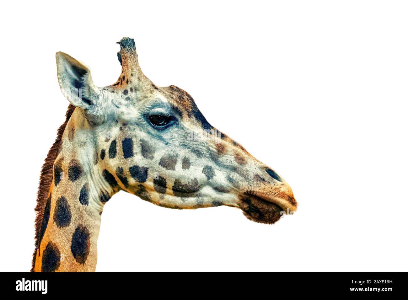 Gros plan photo de la tête de girafe, giraffa, sur fond blanc. C'est une photo de profil. C'est un mammifère artiodactyl africain, C'est une photo de la faune Banque D'Images