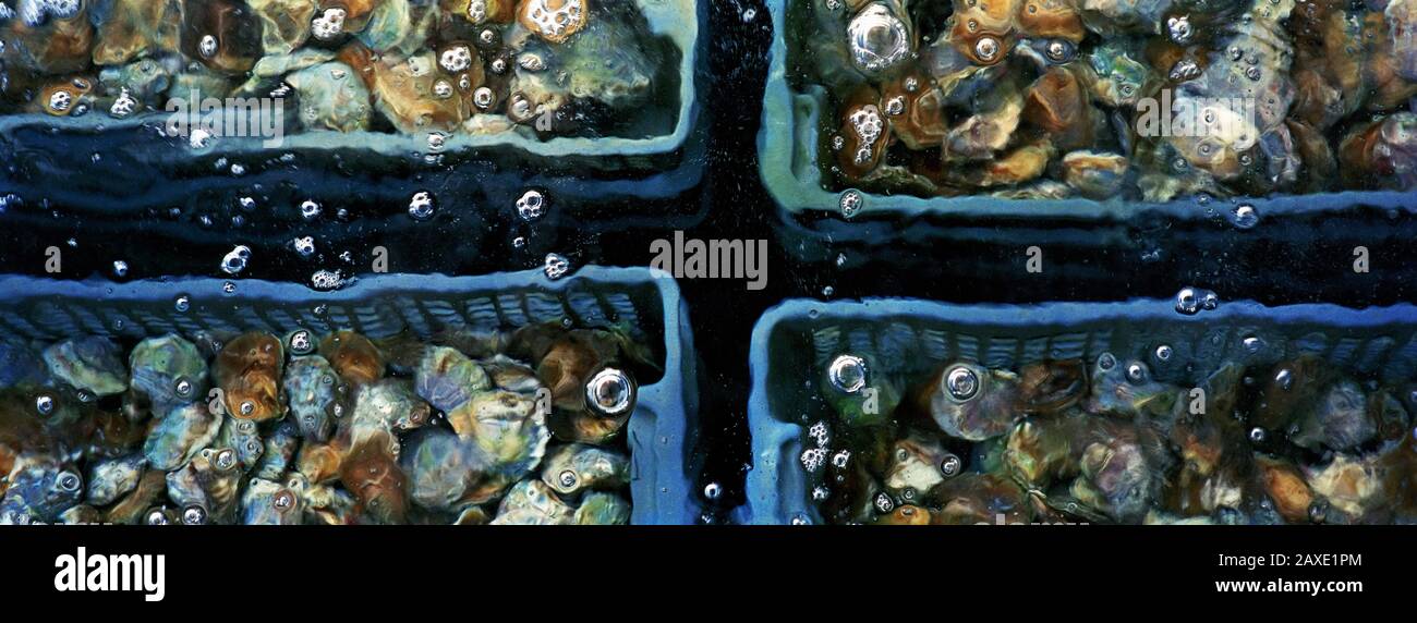 France, Bretagne, huîtres dans réservoir sous-marin Banque D'Images