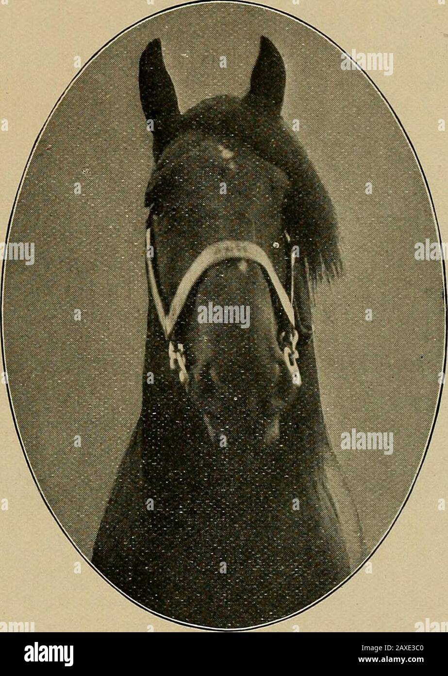 site de rencontre pour cheval