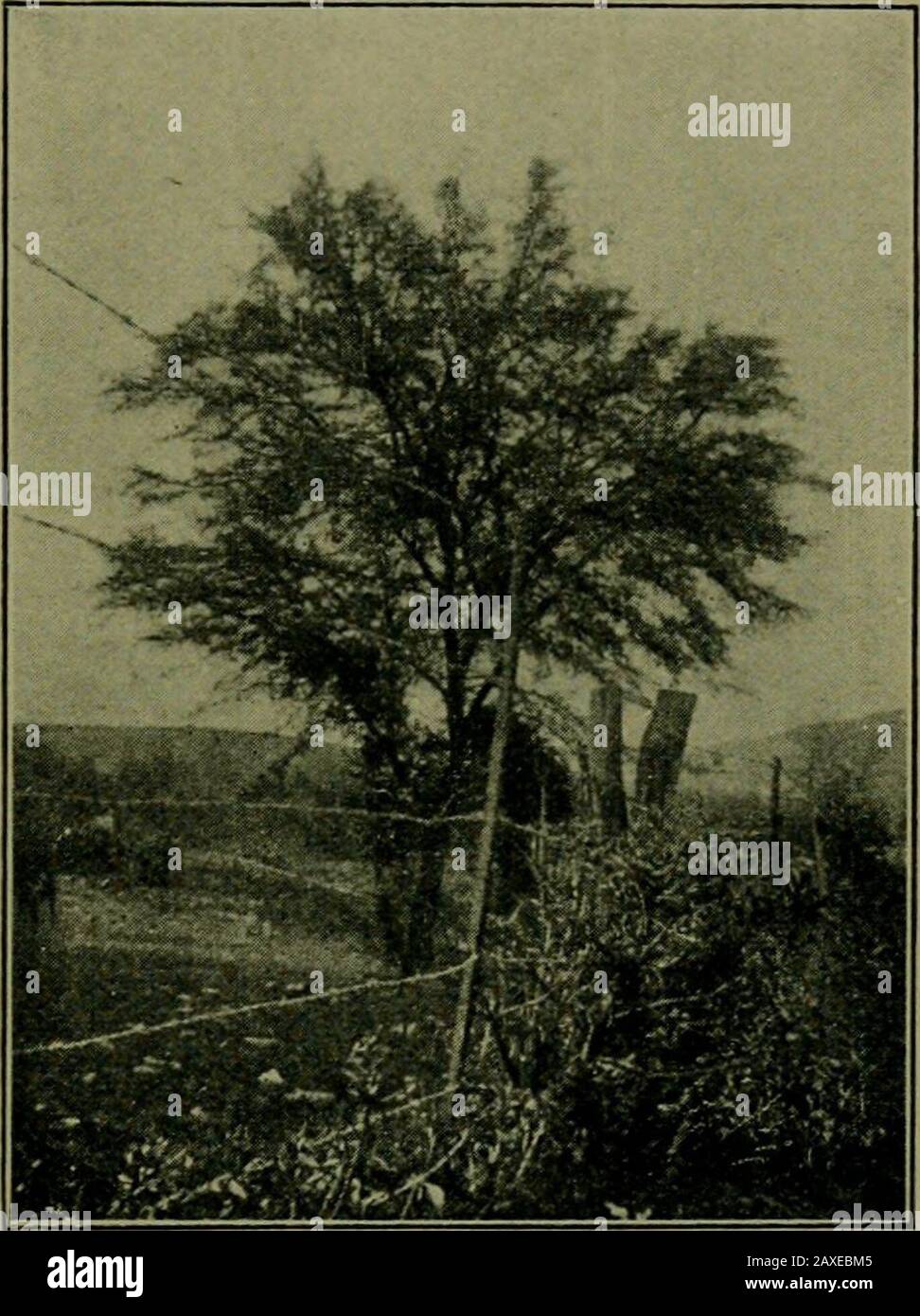 Plantes et leurs voies en Afrique du Sud . Fig. 114.—les extrémités foliaires de Flagel-laria servent de support. Fig. 115.—un arbre Mimosa à Wellington.De son habitat naturel il prospère, le hutne se propage pas comme son parent le Port Jackson d'Australie.(photo de Mme Aiken.) complété avec succès avant que le chemin de fer ne s'étende à Worcester, il y a plus de trente ans. Magnifiquement verte en hiver, en été c'est une masse parfumée de fleurs dorées. Les fruits et les semis sont produits en abondance, mais ils restent le seul Mimosatree à proximité. Cependant, il est beaucoup le même garrot que W Banque D'Images