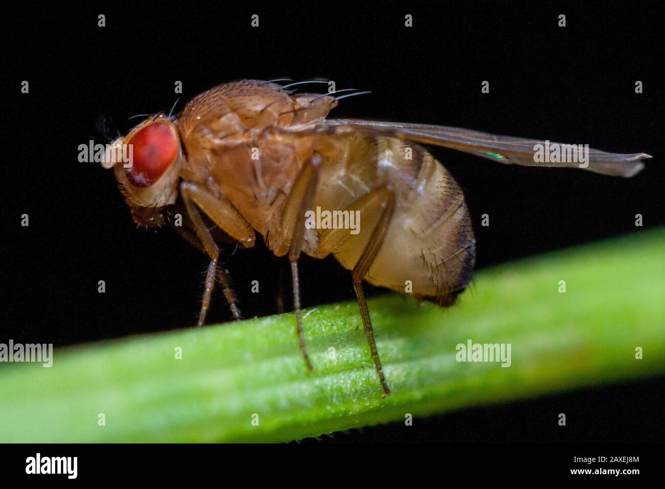 Gros plan détaillé d'une mouche des fruits (drosophidae) sur une tige de plante Banque D'Images