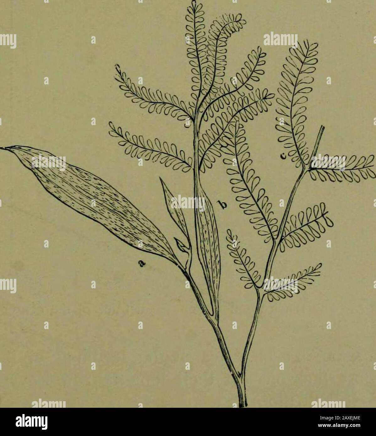 Plantes et leurs voies en Afrique du Sud . Fig. 99. —Plantules de hottes noires {Acacia melanoxylon, R. Br.). Fig. 100.—branche de y^^aaVz melanoxylon, R. Br., montrant phyllodes(rt, b).(De Thom6 et Bennetts Botanique structurale et Physiologique ) position des feuilles supérieures qui donne un tel traéryyze délicat contre le ciel. 8 114 plantes et Leurs Voies dans l'Afrique du Sud Sow Mimosa graines, celles de Karroothorn et de bois noir, ou le saule de Port Jackson . Regarder les graines des deux viennent avec une boucle, apportant leurs cotylédons avec eux. Sur les premières feuilles, notez les petites stipules à poils. Can Banque D'Images
