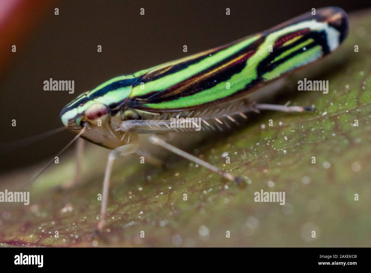 Cicadelle colorée à rayures vertes et noires dans un jardin tropical, l'insecte d'Hemiptera Banque D'Images