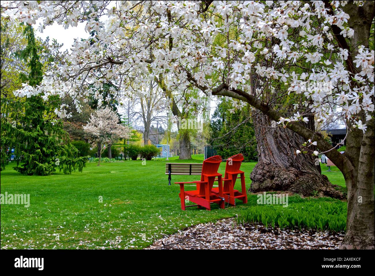 Les fleurs de Magnolia s'épanouissent dans un parc public Banque D'Images