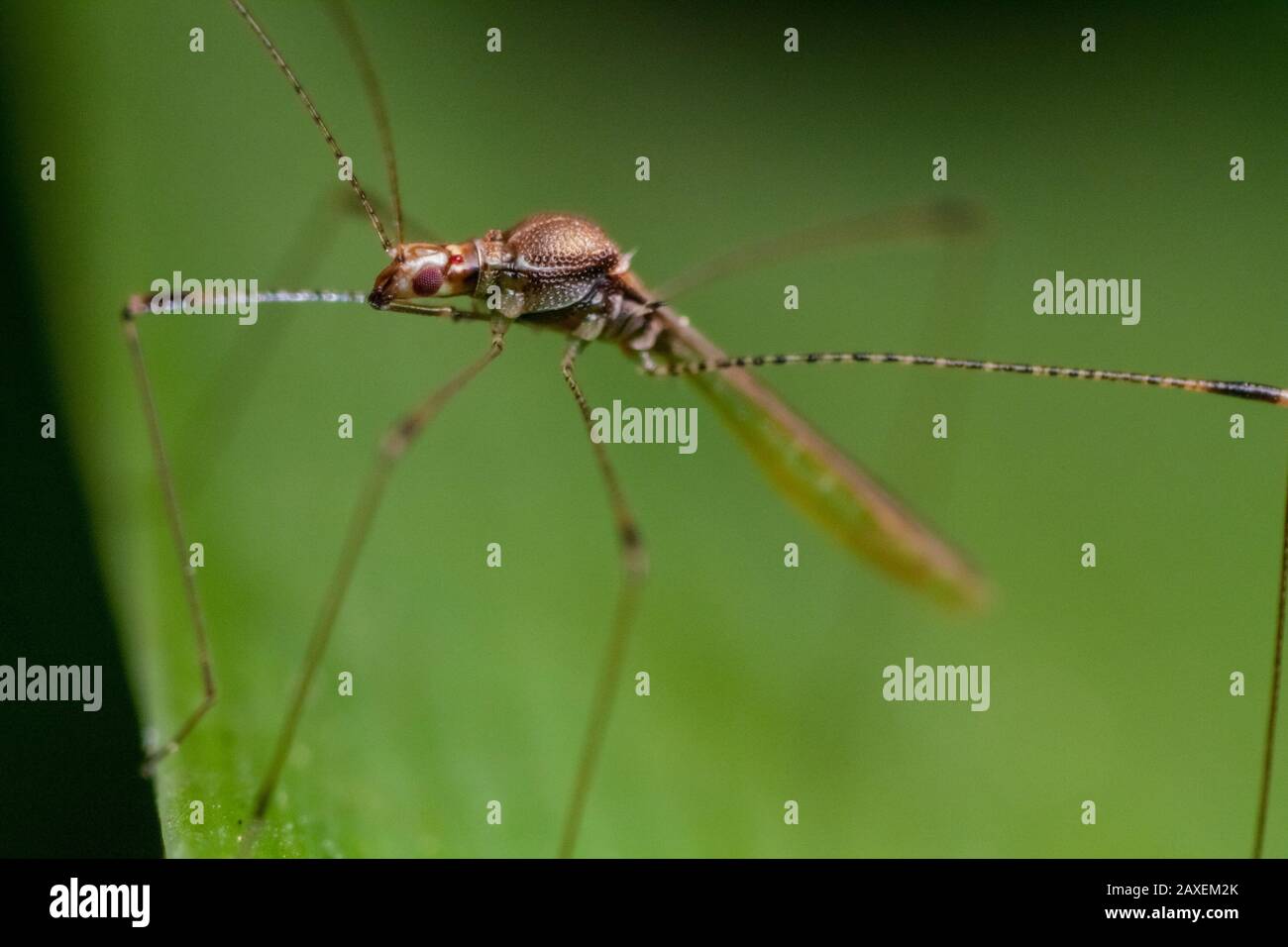 Un bug à pattes étouffées, une sorte de bug d'assassin dans un jardin tropical Banque D'Images