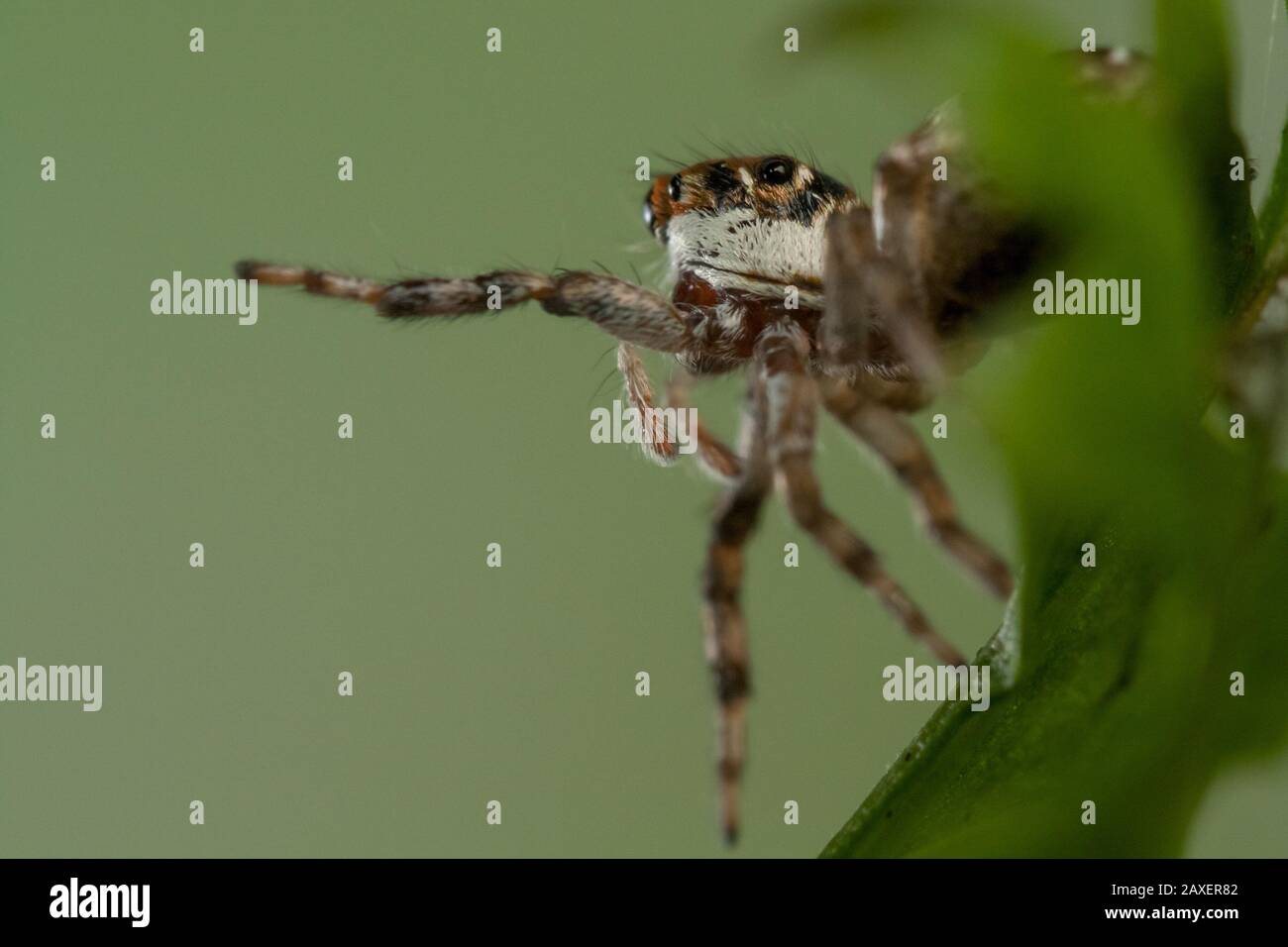 Portrait détaillé d'une araignée de saut, gros plan avec les yeux des salticidae Banque D'Images