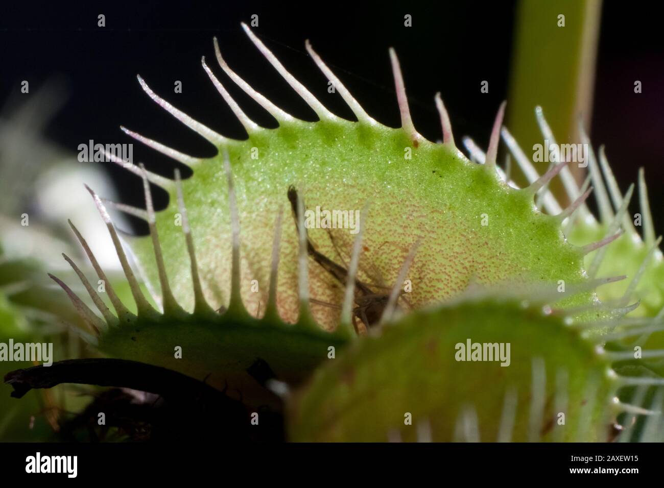 Gros plan d'une plante de siphée de vénus, détails des pièges de Dionaea Banque D'Images