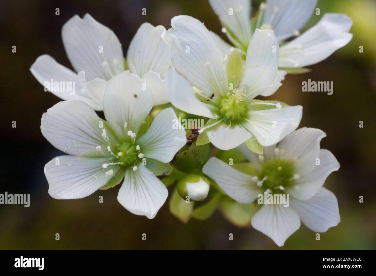 Fleur d'une plante carnivore, le flytrap de vénus aussi connu sous le nom de Dionaea muscipula Banque D'Images