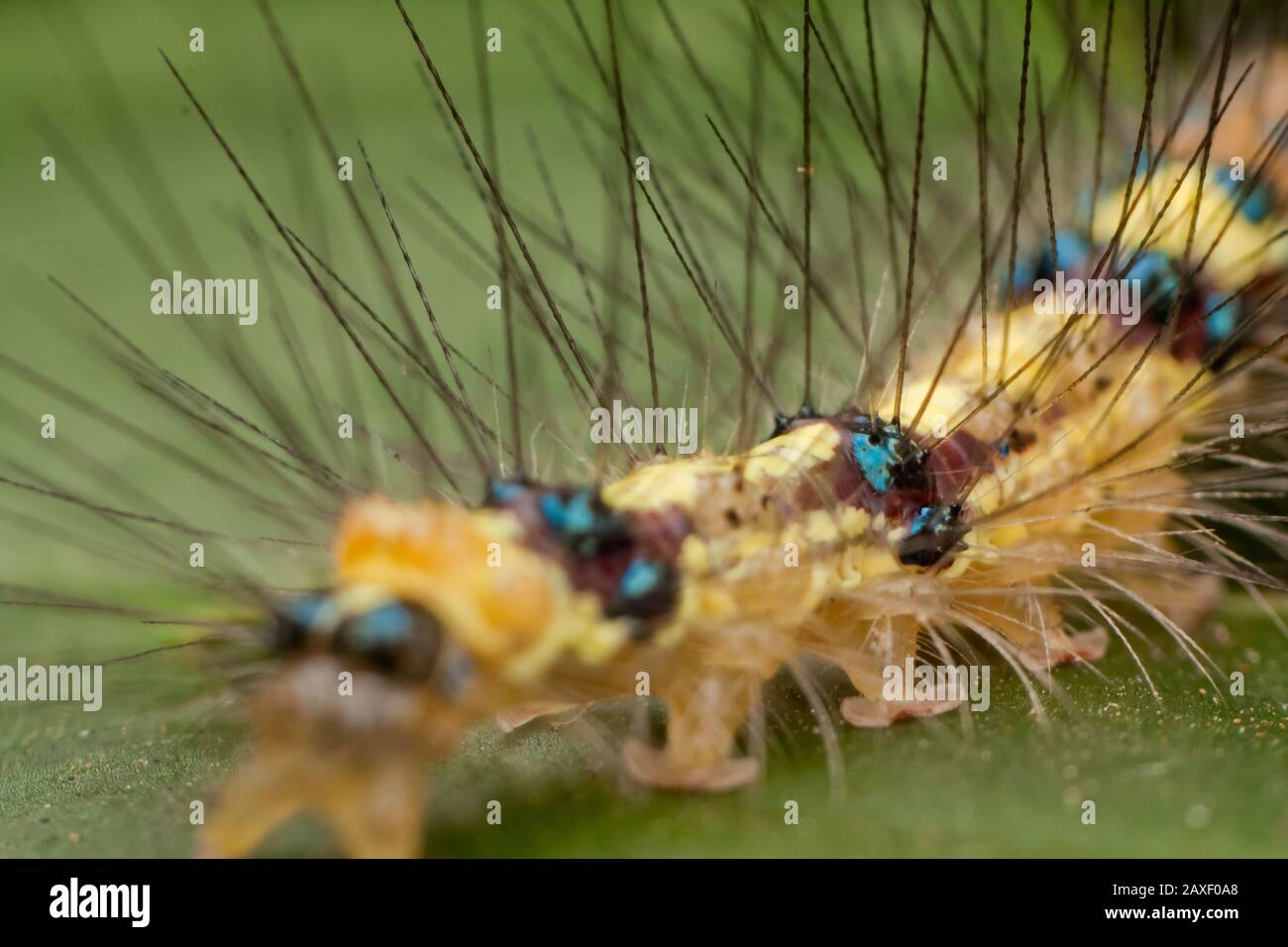 Macro détaillée d'une caterpillar sur une lame Banque D'Images