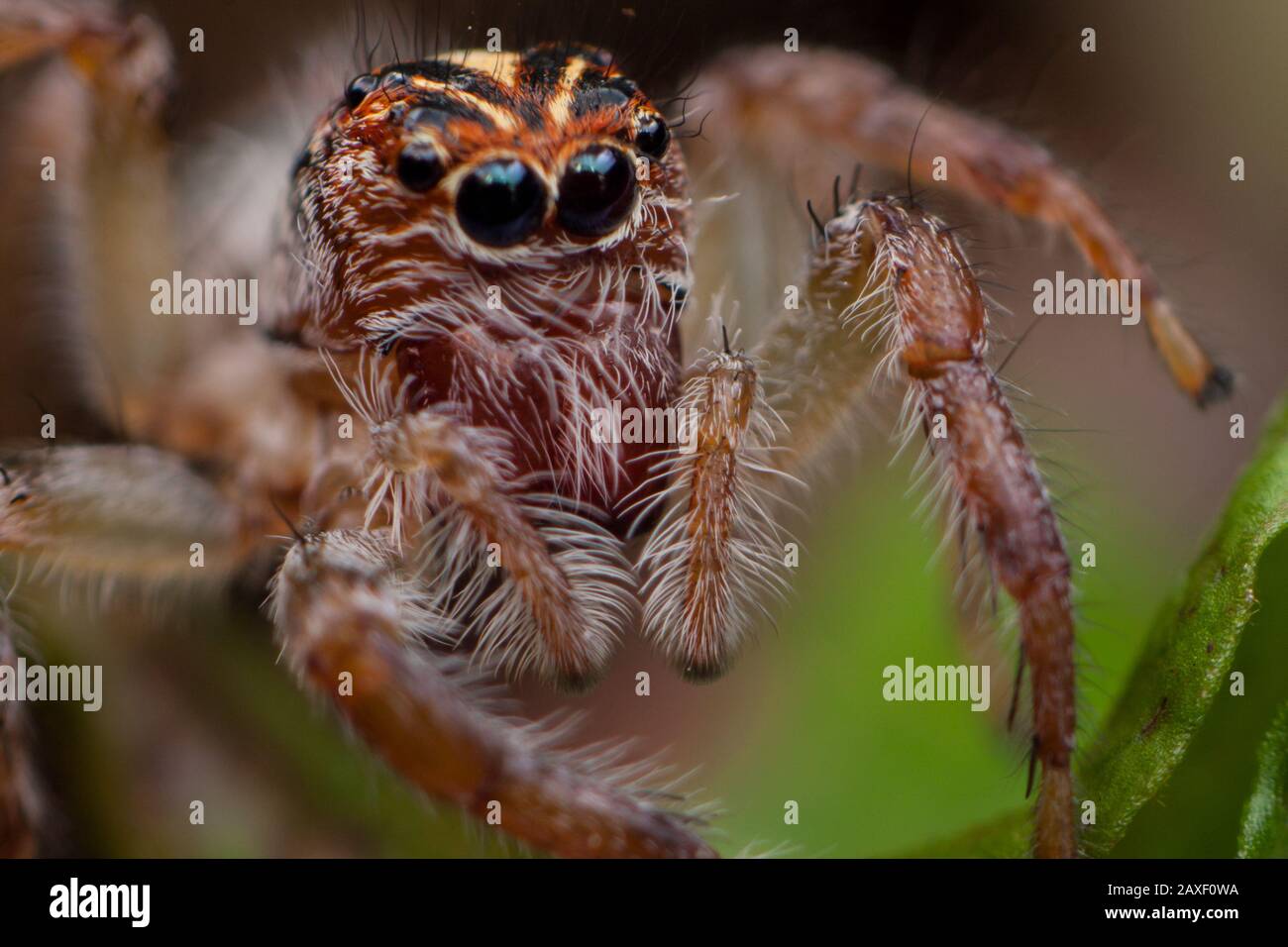 Portrait détaillé d'une araignée de saut, gros plan avec les yeux des salticidae Banque D'Images