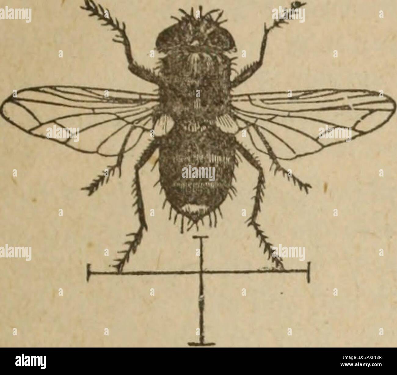 Rapport annuel de L'Association des producteurs De Fruits de l'Ontario, 1896 . SOCIÉTÉ ENTOMOLOGIQUE DE L'ONTARIO. 61 œufs sur leur corps. De ces ege^a ia un court temps hachent des maggots blancs qui se nourrissent à l'intérieur des corps de leurs hôtes jusqu'à leur pleine croissance, quand ils forcent leur sortie et, fallacieux au sol, qu'ils entrent dans une courte distance, ils se pupèrent, et changent à des mouches au même automne ou au printemps suivant. M. Kiley décrit graphiquement l'opération de ponte des œufs par l'une de ces mouches de Tachina, et beaucoup la même chose a été observée par M. J. E. Richardson, de Princeton, en Ontario, en juillet dernier. Prof. Rile Banque D'Images