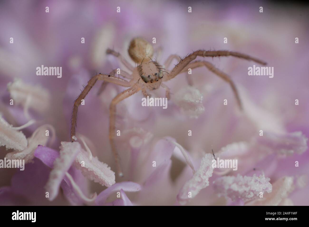 Macro détaillée d'une petite araignée de crabe attendant d'embush c'est la proie d'insectes sur une plante de jardin Banque D'Images